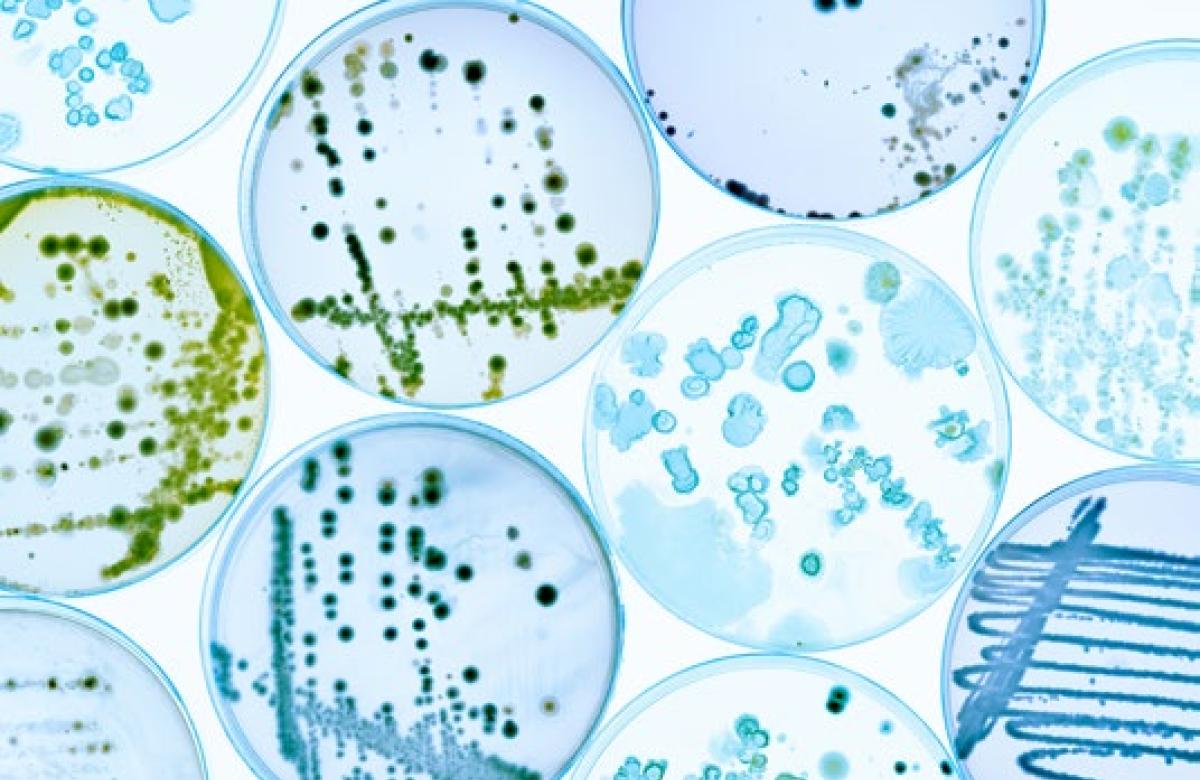 An images of pathogens under a microscope